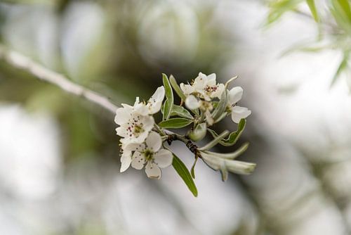 White blossom