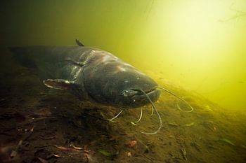 Wels der große Raubfisch des Süßwassers auf der Jagd
