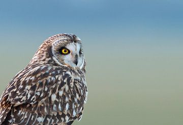 Short-eared owl by Ruurd Jelle Van der leij