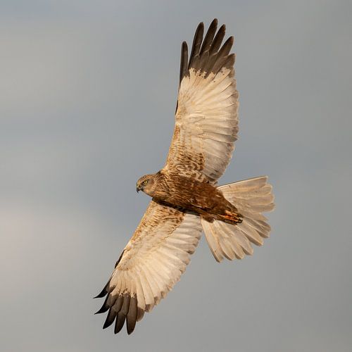 Braunkehlchen in der Kurve von Erik Veldkamp