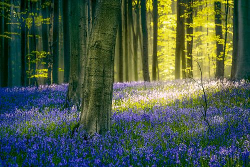Bluebells Hallerbos