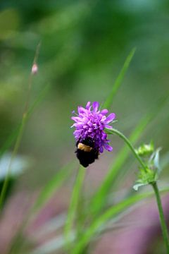 Little Bumblebee 2 van Paul Emons