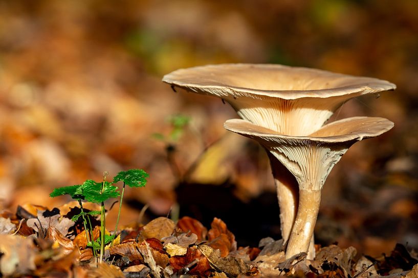 Paddenstoelen in de herfst van Dirk Rüter