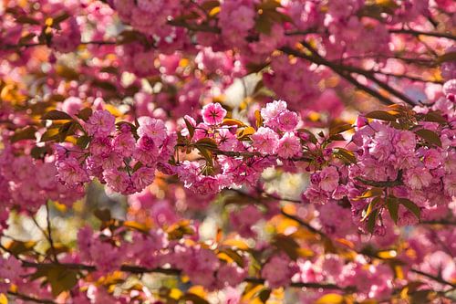 Japanse kersenbloesem in de regio Ortenau