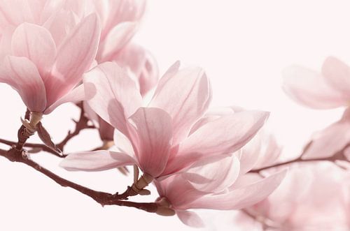 Magnolia