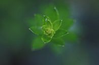 Makro von Kaktus von Paul Franke Miniaturansicht