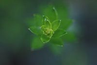 Macro van Cactus