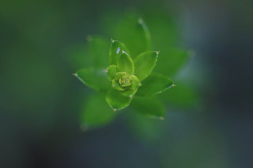 Macro van Cactus van Paul Franke