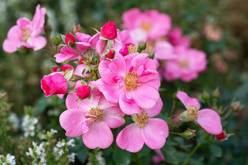 Struikroos, Rosa patio van Alexander Ludwig