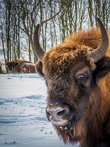 Kop van een wisent met horens in de sneeuw
