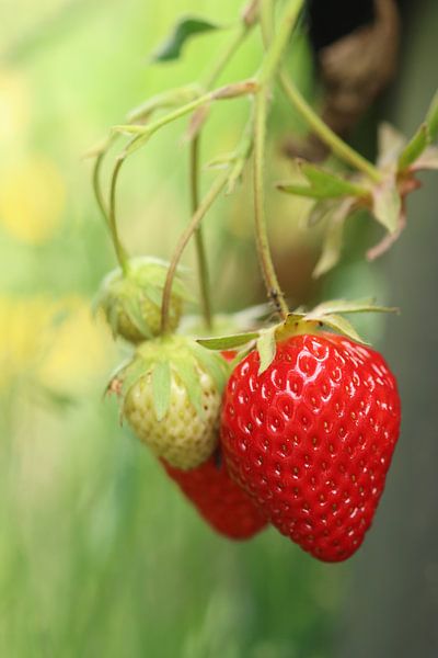 Verse aarbeien van Daniëlle Eibrink Jansen