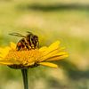 Bij op een gele bloem van pixxelmixx