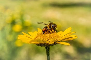 Bij op een gele bloem