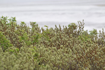 Mooie groen in de duinen