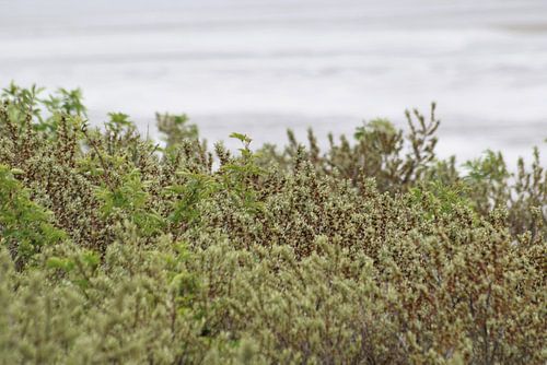 Mooie groen in de duinen