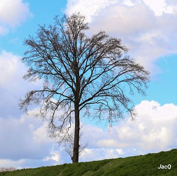 Einsamer Baum von JacQ