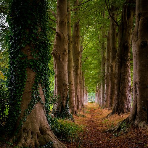 Bospad tussen statige oude bomen von Jenco van Zalk