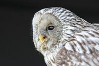 Porträtfoto des Habichtskauzes