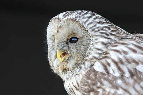 Portrait photo of the Ural Owl