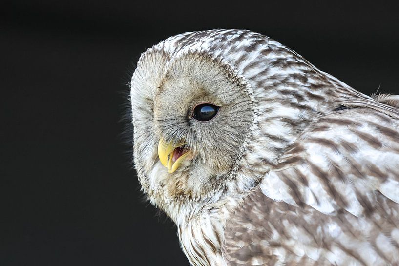 Portrait de la chouette de l'Oural par Anjella Buckens