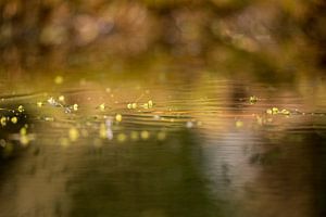 Fluff sur l'eau