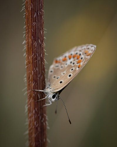 Vlindertje op een netelige takje