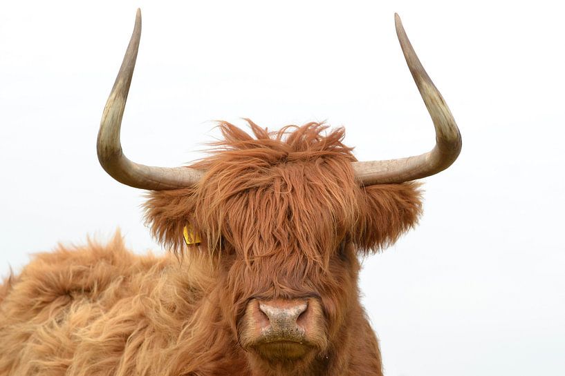 Schotse hooglander kop met grote horens by Sascha van Dam