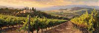 Vignoble en Toscane au coucher du soleil