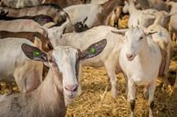 Geit op geitenboerderij kijkt je nieuwgierig aan van Jille Zuidema thumbnail