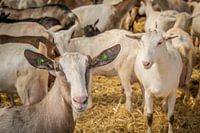 Une chèvre dans une ferme de chèvres vous regarde avec curiosité.