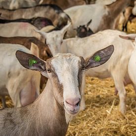 Geit op geitenboerderij kijkt je nieuwgierig aan van Jille Zuidema