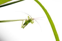 Small acrobat 1