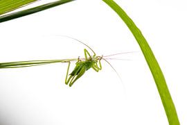 Small acrobat 1 by Antoine Deleij