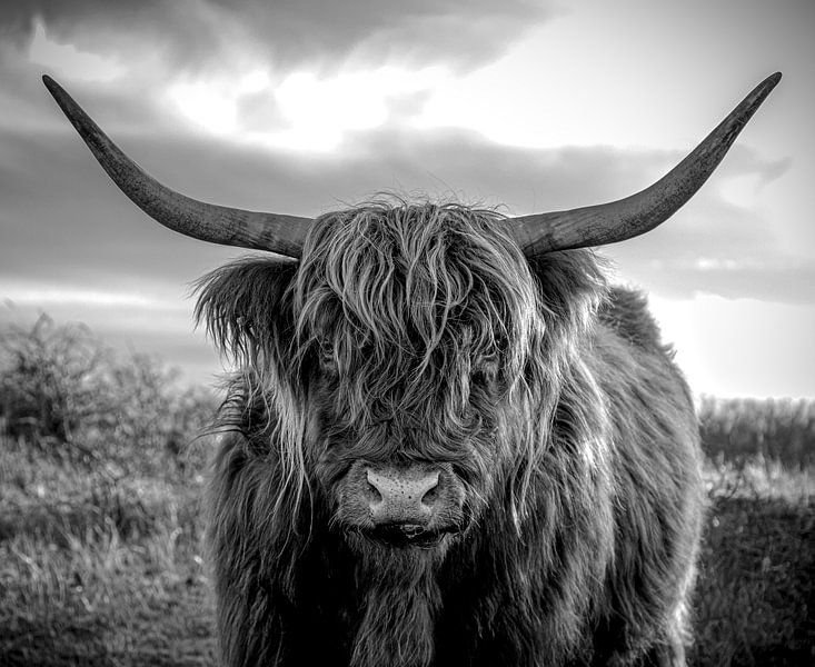 Highlander écossais par Idphotography