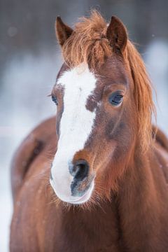 Paardenportret in de winter II van Daniela Beyer