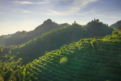 Wijngaarden van Prosecco heuvels bij zonsondergang. Italië