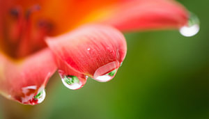 Blumen mit Regentropfen