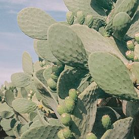 Südafrika - Druck 'Kaktusgarten' | Reisefotografie von Emma van der Schelde