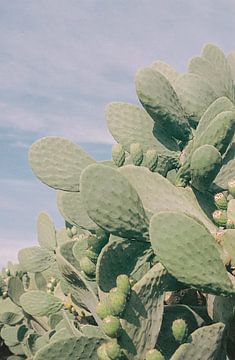 Zuid Africa - print 'Cactus tuin' | Reisfotografie van Emma van der Schelde