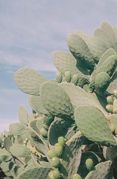 Südafrika - Druck 'Kaktusgarten' | Reisefotografie von Emma van der Schelde
