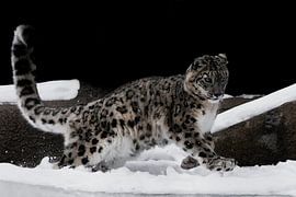 snow leopard deftly jumps von Michael Semenov