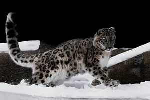 snow leopard deftly jumps von Michael Semenov