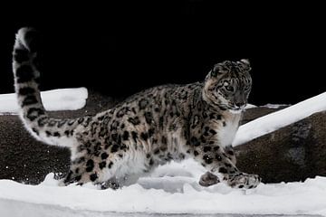 le léopard des neiges saute adroitement sur Michael Semenov