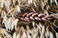 Dry grain