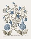 Basilius Besler-Granatapfel und Plantago von finemasterpiece Miniaturansicht