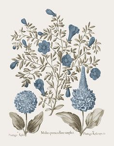 Basilius Besler-Pomme grenade et plantago