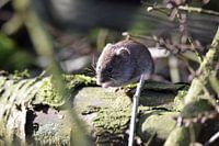 muis op een boomstam
