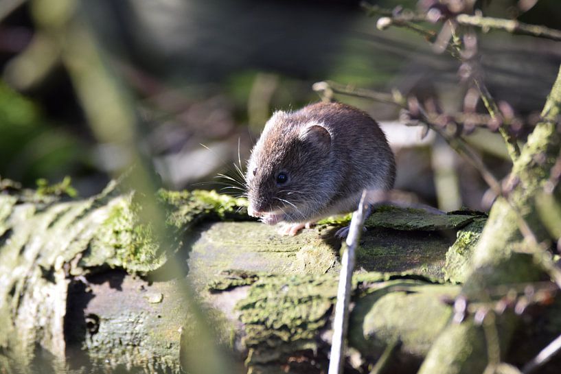 muis op een boomstam von Pascal Engelbarts