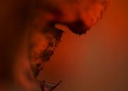 Vuur in herfstblad van Incanto Images thumbnail