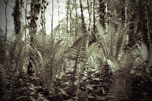 Green awakening in citypark